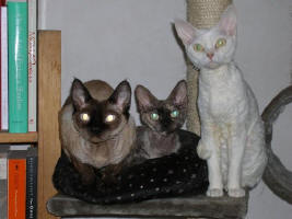 S*Rda Nejlikans tta Ben & Bl gon, Drx n 33, IC S*Rda Nejlikans Qleopatra, Drx fs samt CH S*Rda Nejlikans Up-and-coming, Drx w 62
