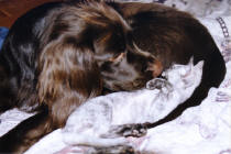 S*Rda Nejlikan's Qleopatra DRX fs & hundkompisen Max