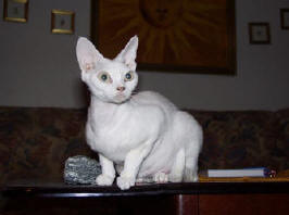  IDP* Tiddlywinks Whipped Cream - Drx w
