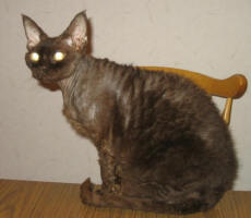 IP/ IC S*Satheias Amazita, Drx b
