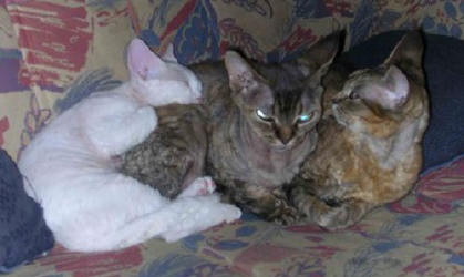 Frn vnster till hger ( vit katt ?) S*Kurbits Prlan och Pipistrellos Jingle Jungle - bda Drx n 24 