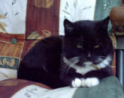 Mumma, HUS n 09
