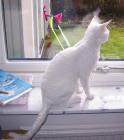 S*Kurbits Sha- Boom, April 2004
